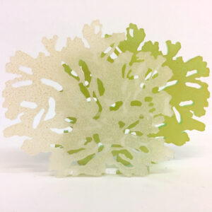 mosdiertjes in plexiglas