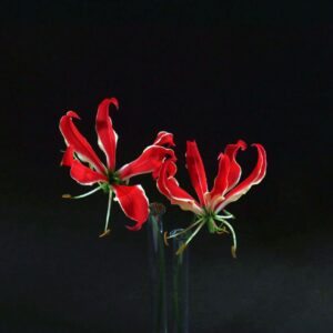 1-Gloriosa