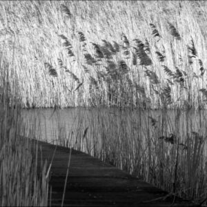 7-Riet